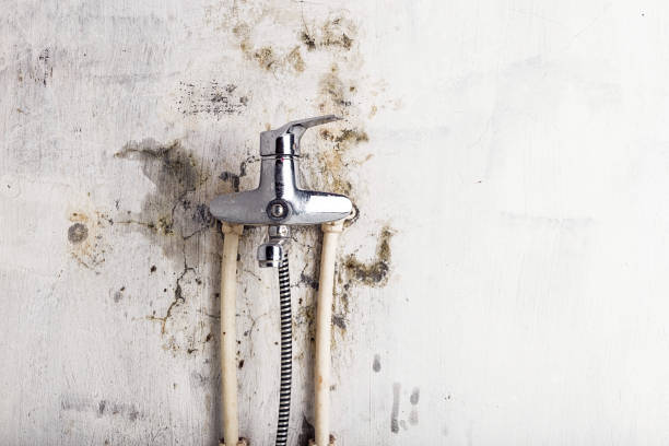 Certified Mold Removal in Tallapoosa, GA