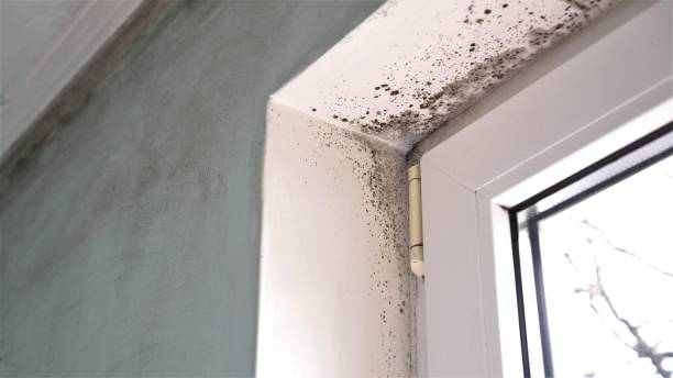 Best Office Mold Removal Services  in Tallapoosa, GA