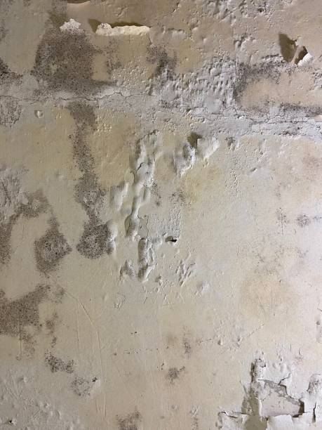Best Emergency Mold Removal  in Tallapoosa, GA